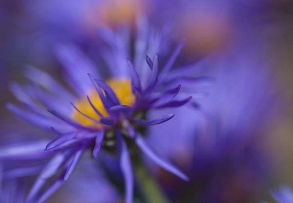 Aster-Explosion.jpg