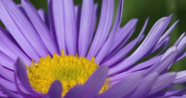 Aster-Panorama.jpg