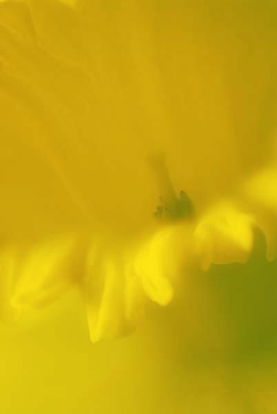 Cup-o-Daffodil.jpg