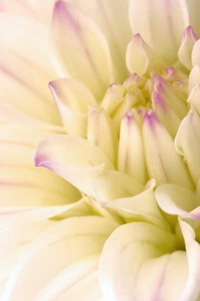Dahlia-Light.jpg