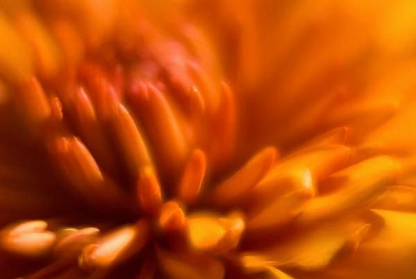 Evolution-Orange.jpg