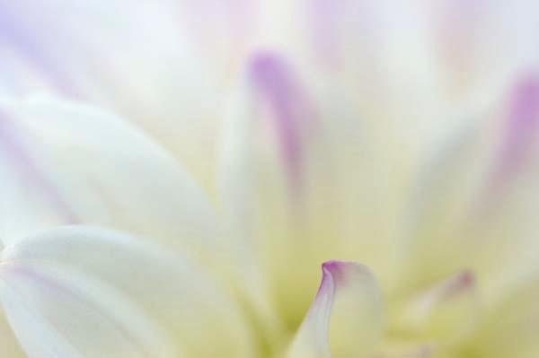 Misty-Dahlia-Morning.jpg