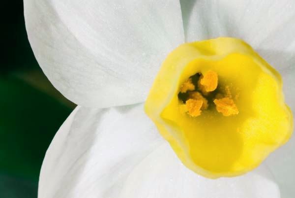 Narcissus.jpg
