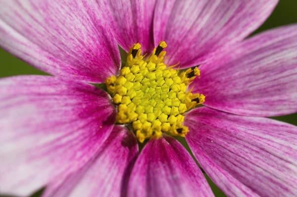 Pink-Painted-Daisy.jpg