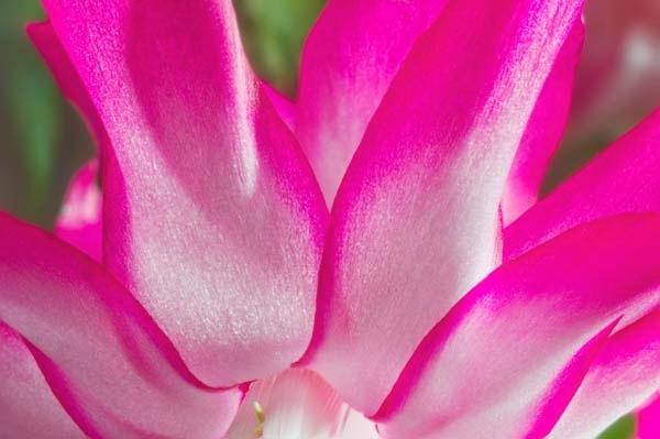 Pretty-in-Pink.jpg