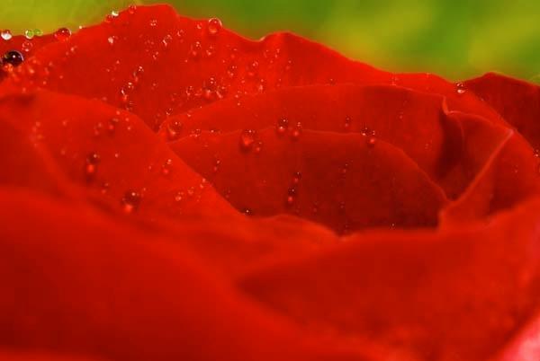 Raindrops-on-Roses.jpg