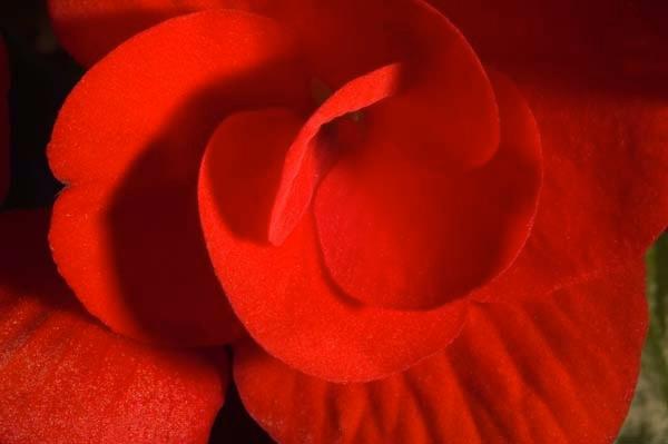 Scarlet-Begonia.jpg