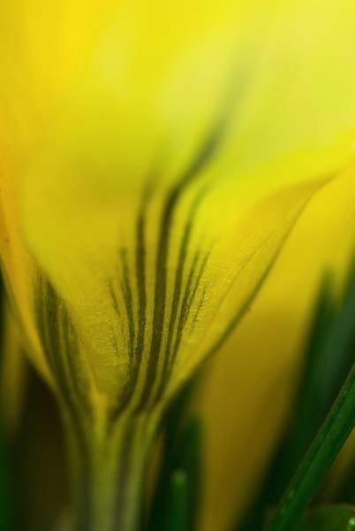Spring-Has-Sprung2.jpg