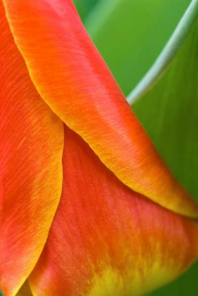 Tulip-on-Fire.jpg