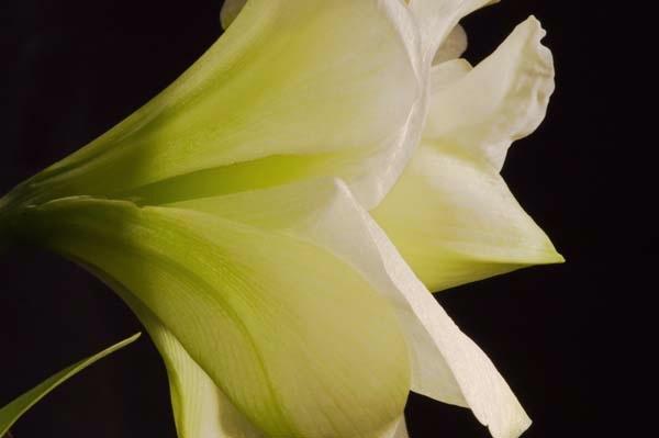 White-Amaryllis-Trumpet.jpg