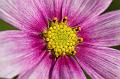 Pink-Painted-Daisy