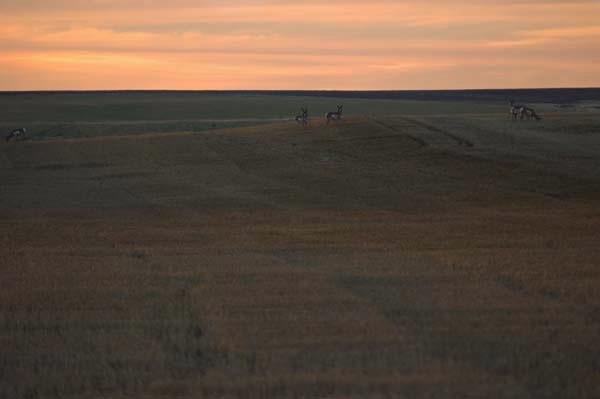 Antelope-Sunrise.jpg