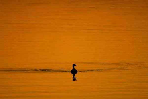 Wood-Duck-Sunrise.jpg