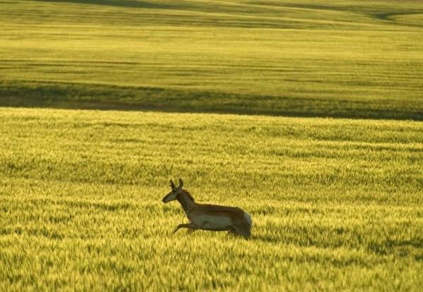 Antelope-Running-in-Golden-Light.jpg