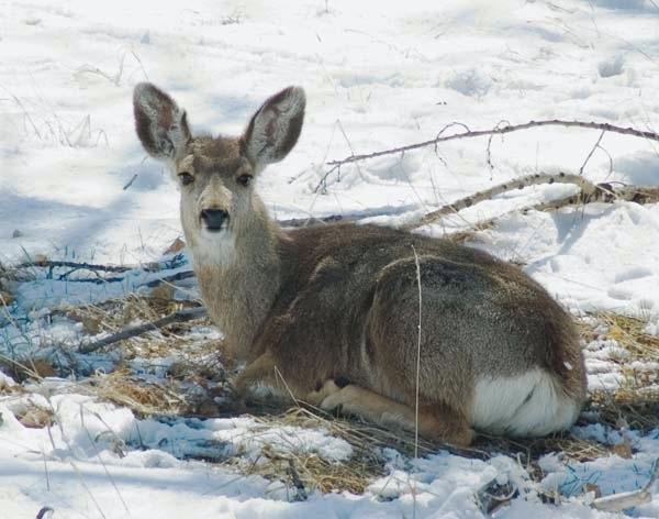 Deer-in-the-Snow.jpg