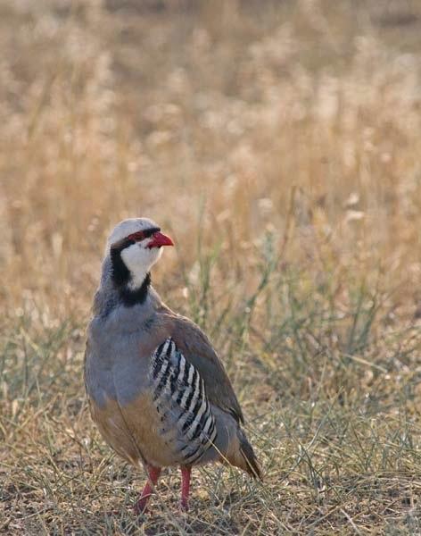Quail.jpg