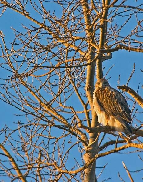Red-Tailed-Hawk.jpg