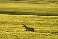Antelope-Running-in-Golden-Light