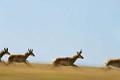 Fleeing-Antelope