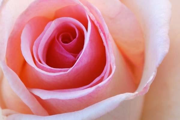 A-Rose-is-a-Rose.jpg