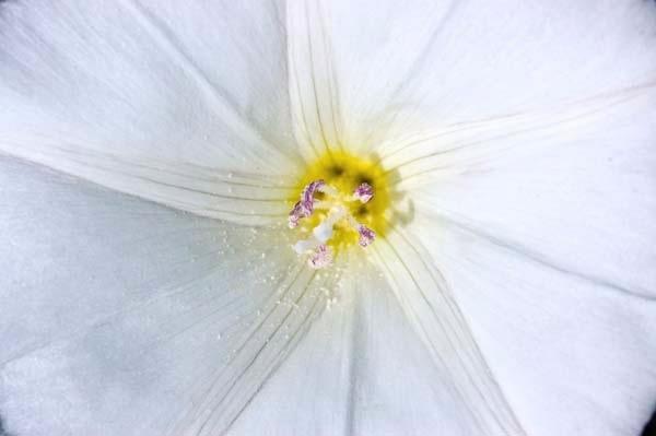 Bindweed.jpg