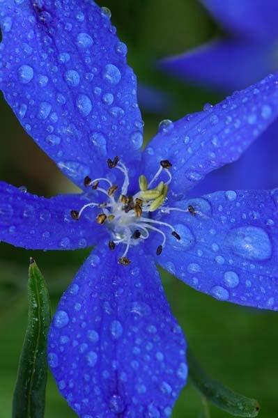 Blue-Butterfly-Day.jpg