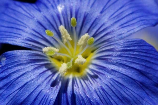 Blue-Flax-Up-Close-and-Personal-.jpg