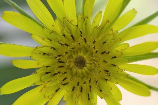 Goatsbeard-Flower.jpg