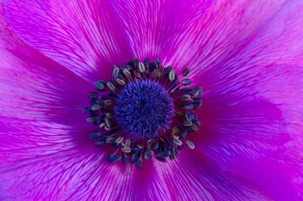 Royal-Purple.jpg