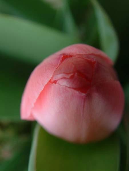 Spring-is-Here.jpg