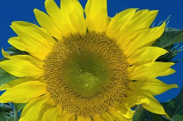 Sunflower.jpg