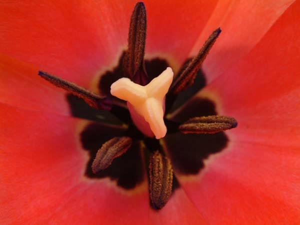 Tulip.jpg