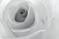 A-Rose-is-a-Rose-BW