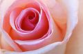 A-Rose-is-a-Rose