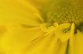 And-They-Call-it-Mellow-Yellow