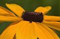 Blackeyed-Susan