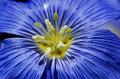 Blue-Flax-Up-Close-and-Personal-
