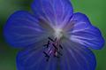 Blue-Geranium