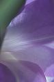 Blue-Gladiola