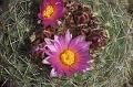 Cactus-Flower-at-Castlewood