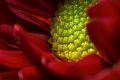 Christmas-Aster
