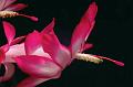 Christmas-Cactus-Angel
