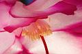 Christmas-Cactus