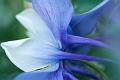 Columbine
