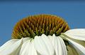 Coneflower-on-Blue
