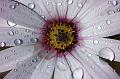 Daisy-Droplets