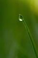 Dew-Drop