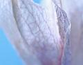 Dried-Orchid-Flower