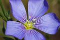 Flax-Blue