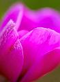 Fuchsia-Anemome-